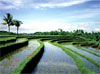 rizieres bali