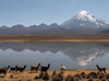 Bolivie