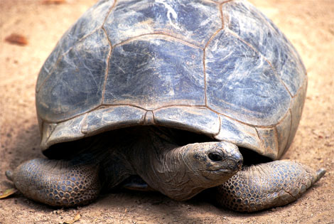 Tortue
