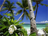 Plage et palmiers