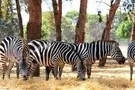 Afrique Du Sud - Johannesbourg, Autotour L'Afrique du Sud en toute indépendance en hôtels 4*
