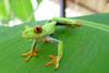 Grenouille