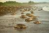 Tortues venues pour la ponte