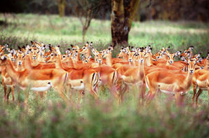 Afrique Du Sud-Johannesbourg, Circuit Premiers Regards Safari Zoulou + Mozambique
