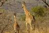 Girafes