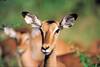 Impala