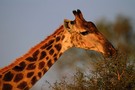 Afrique Du Sud - Johannesbourg, Circuit Magie Africaine 3*