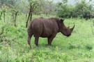 Afrique Du Sud - Johannesbourg, Circuit Les incontournables de l'Afrique du Sud avec Victoria falls 3*