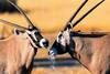 Antilopes