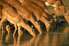 antilopes