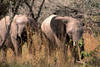 elephants