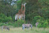 girafes et zèbres