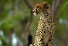 guepard