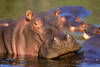 hippopotame