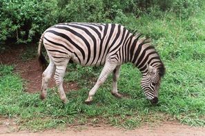 Afrique Du Sud-Le Cap, Circuit Les incontournables de l'Afrique du Sud avec Victoria falls 3*