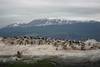 pingouins dans le canal de beagle