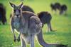 kangaroo