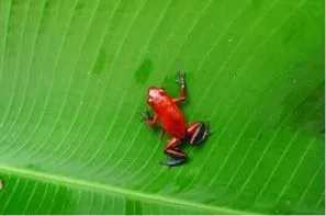 Costa Rica-San jose, Circuit JUNGLES ET FORETS