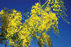cassia fistula