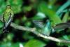 colibri