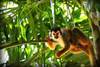 singe