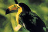 Costa Rica - San jose, Circuit Nature a l'etat Pur