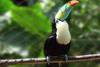 Toucan