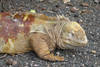 iguane