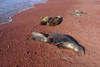 otaries