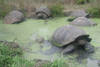 tortues de terre