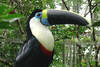 toucan