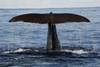 baleine