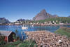paysage typique lofoten