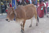 vache