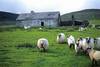 près avec mouton