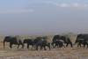 Eléphants au pied du Kilimandjaro