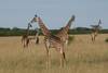 Girafes