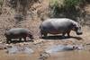Hippopotames