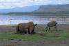 lac nakuru
