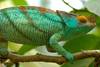 caméléon