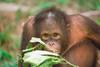 singe