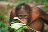 orang outan