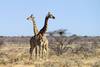 girafe dans le parc d'etosha - evasion namibienne
