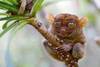 tarsier