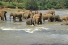 Sri Lanka - Colombo, Combiné circuit et hôtel Des Temples aux Cocotiers du Sri Lanka 4*