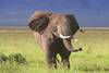 Eléphants