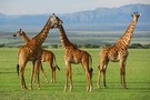 Tanzanie - Kilimanjaro, Circuit Safari de Charme en Tanzanie