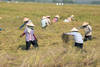 agriculture