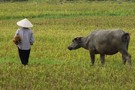 Vietnam - Hochiminh, Circuit Les Incontournables du Vietnam 3*