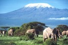 Kenya - Nairobi, Combiné circuit et hôtel Safari Terre Sauvage et Hôtel Reef  3*